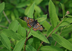 Euphydryas maturna