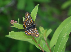 Euphydryas maturna