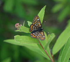 Euphydryas maturna