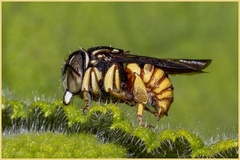 Anthidium