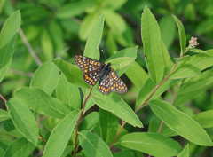 Euphydryas maturna