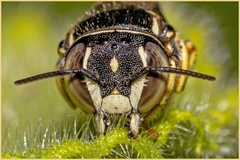 Anthidium