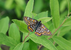 Euphydryas maturna