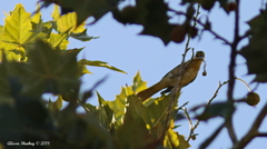 Icterus bullockii