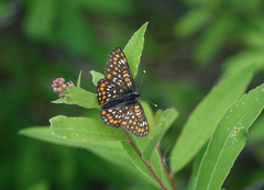 Euphydryas maturna