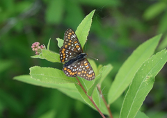 Euphydryas maturna