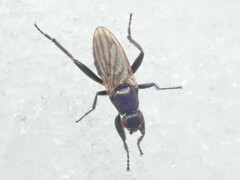 Sphaeroceridae