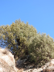 Juniperus oxycedrus
