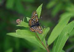 Euphydryas maturna