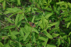 Euphydryas maturna
