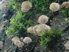 Mycena pseudocorticola