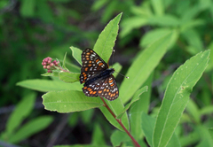 Euphydryas maturna