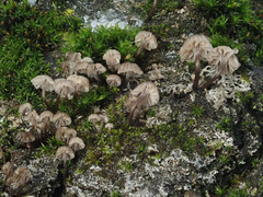 Mycena pseudocorticola
