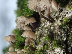 Mycena pseudocorticola