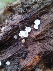 Delicatula integrella