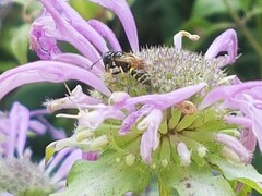 Philanthus bilunatus