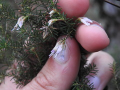 Erica australis