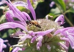 Philanthus bilunatus
