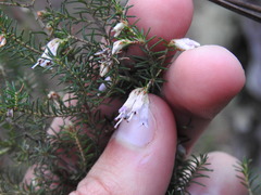 Erica australis