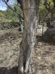 Lysiloma divaricatum