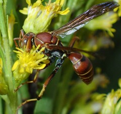 Polistes dorsalis dorsalis