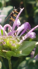 Philanthus bilunatus