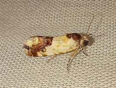 Acontia imitatrix