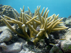 Acropora cervicornis