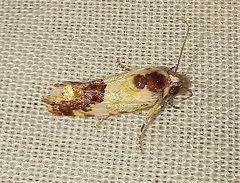 Acontia imitatrix