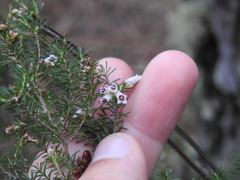 Erica australis
