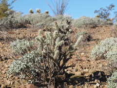 Cylindropuntia acanthocarpa