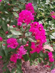 Lagerstroemia indica