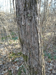 Sassafras albidum