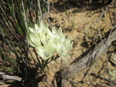 Codonorhiza fastigiata