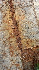 Solenopsis saevissima