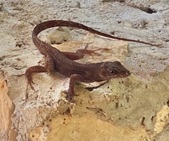 Anolis rodriguezii