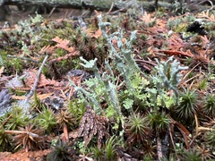 Cladonia verticillata