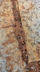 Solenopsis saevissima