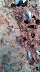 Solenopsis saevissima