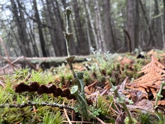 Cladonia verticillata