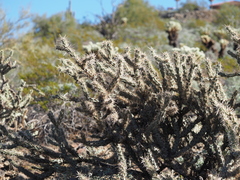 Cylindropuntia acanthocarpa