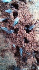 Solenopsis saevissima