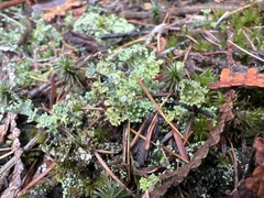 Cladonia verticillata