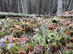 Cladonia verticillata
