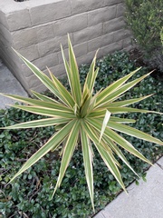 Agave angustifolia