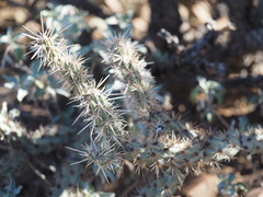Cylindropuntia acanthocarpa