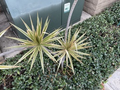Agave angustifolia