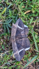 Hemeroblemma mexicana