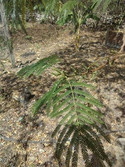Mimosa tenuiflora