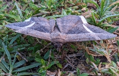 Hemeroblemma mexicana